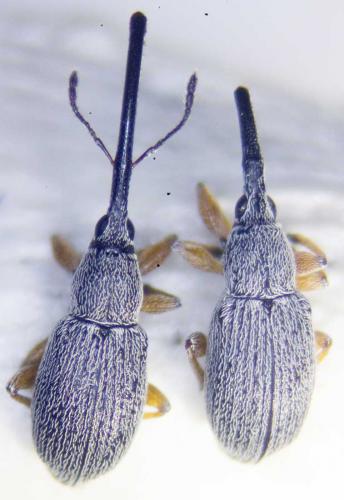 Rhopalapion longirostre